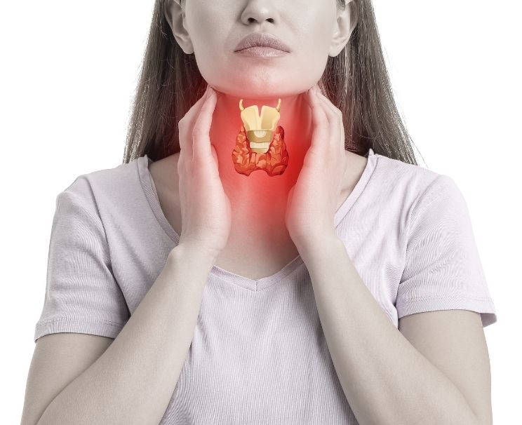 What Should the Right and Left Thyroid Lobe Dimensions Be in mm?